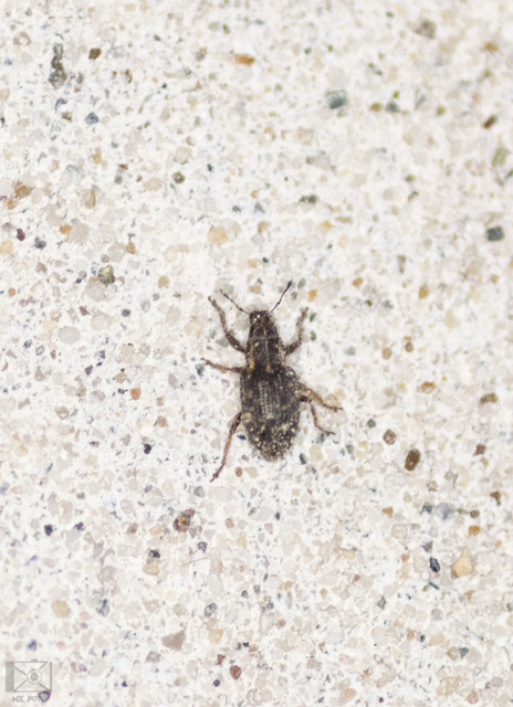 Sitona hispidulus - szőrös csipkézőbogár