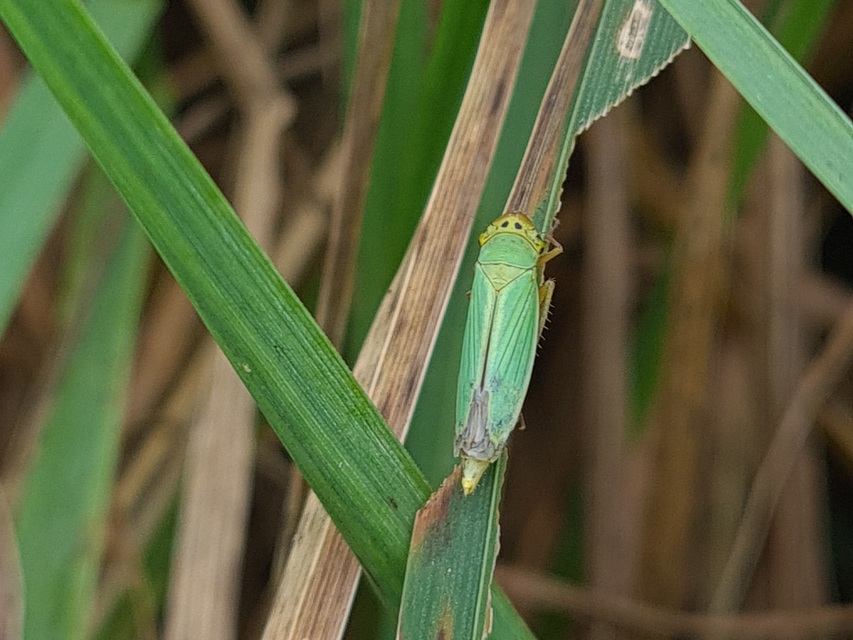 Cicadella viridis - méregzöld kabóca