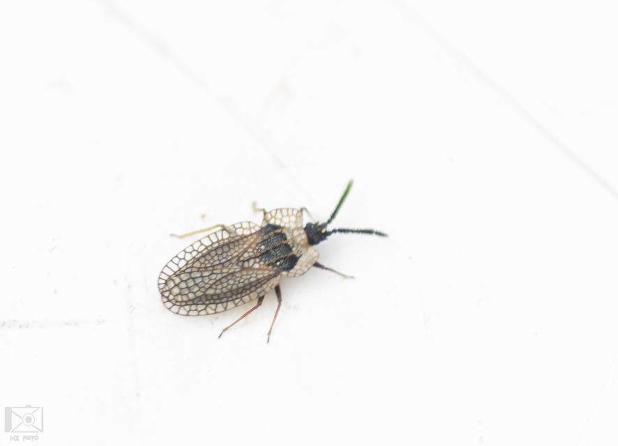 Kalama tricornis - virág-csipkéspoloska Kalama tricornis - virág-csipkéspoloska