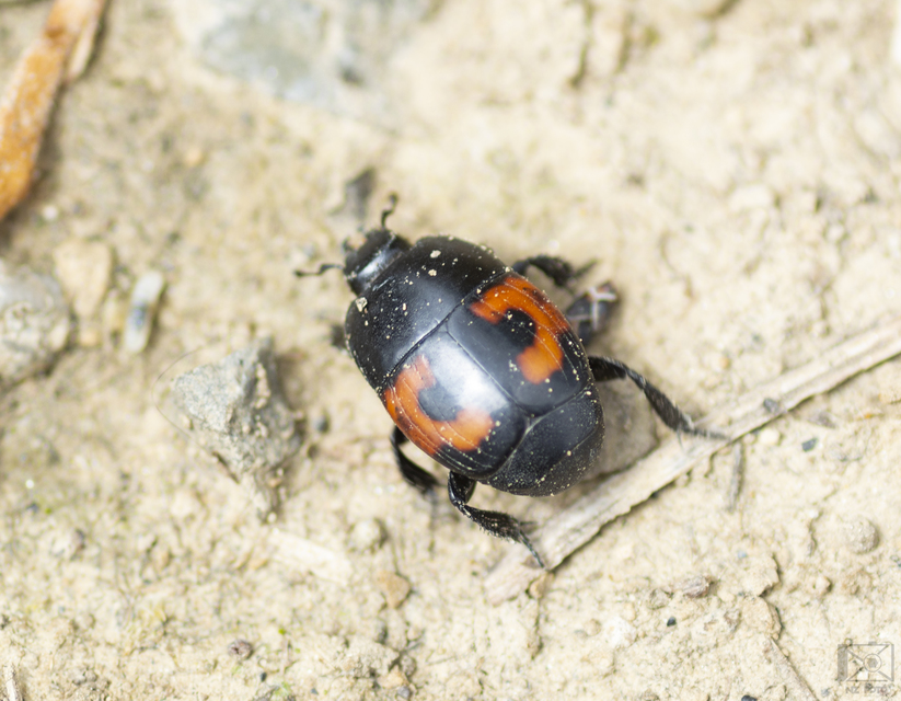 Hister quadrimaculatus - közönséges sutabogár