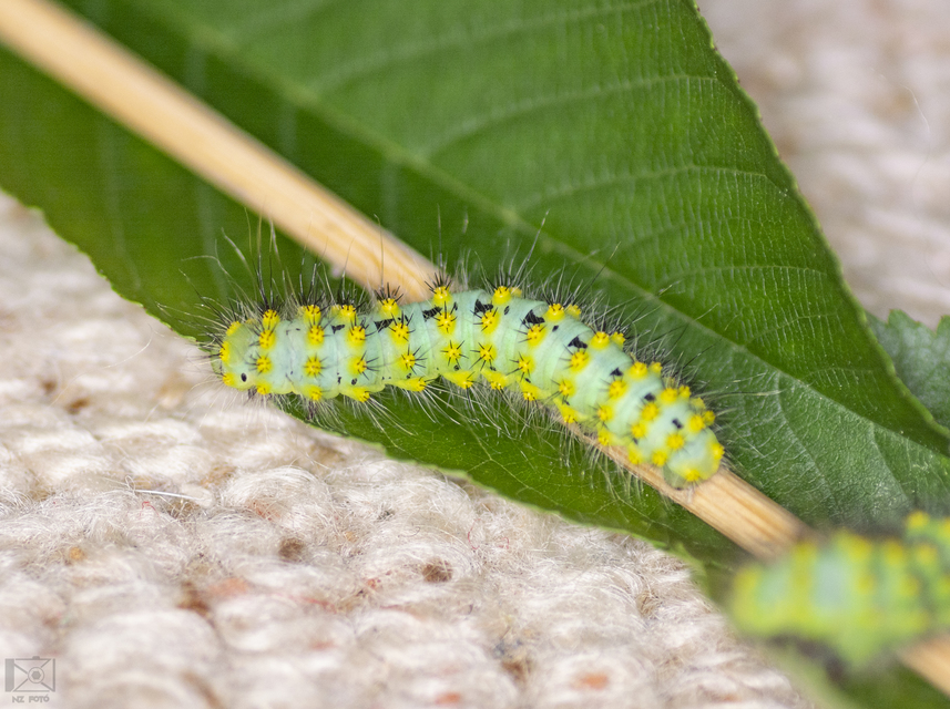 Saturnia pavoniella/pavonia