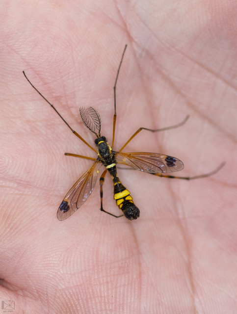 Ctenophora festiva