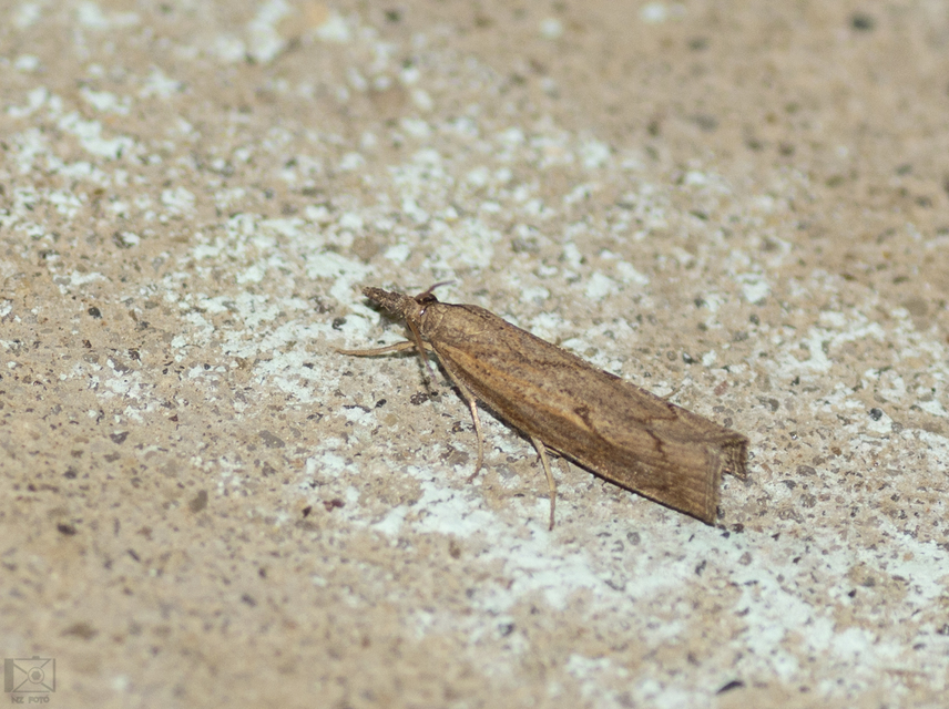 Pediasia contaminella - mocskos fűgyökérmoly