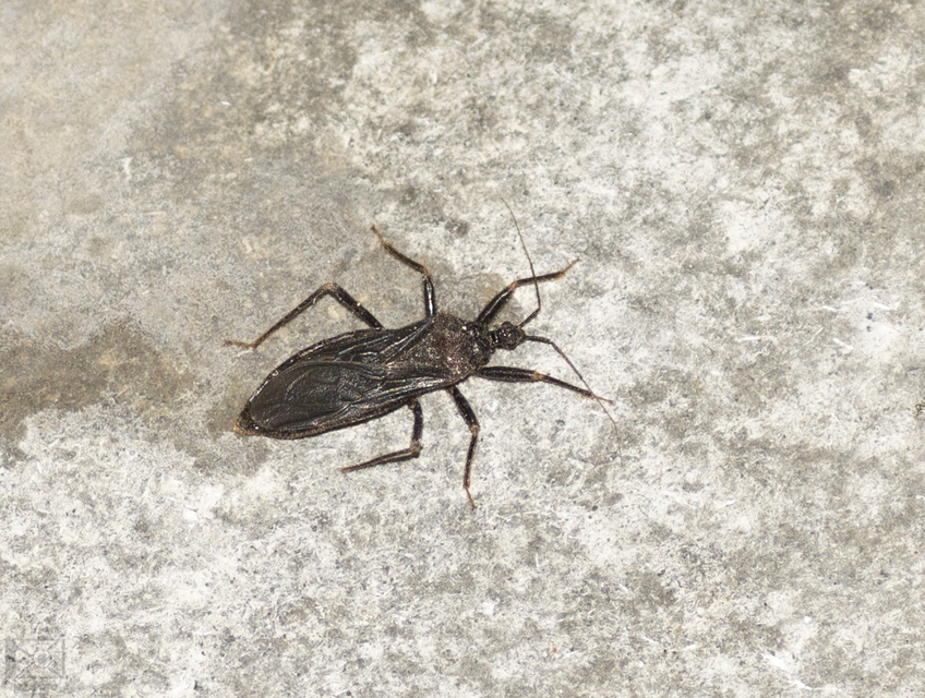 Reduvius personatus - szemetes zugpoloska