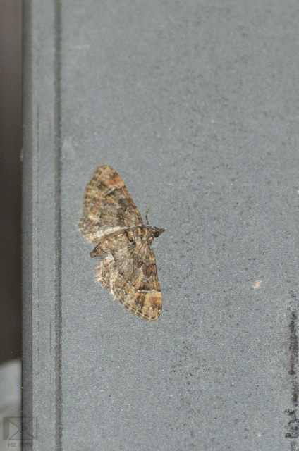 Gymnoscelis rufifasciata - vöröscsíkos törpearaszoló