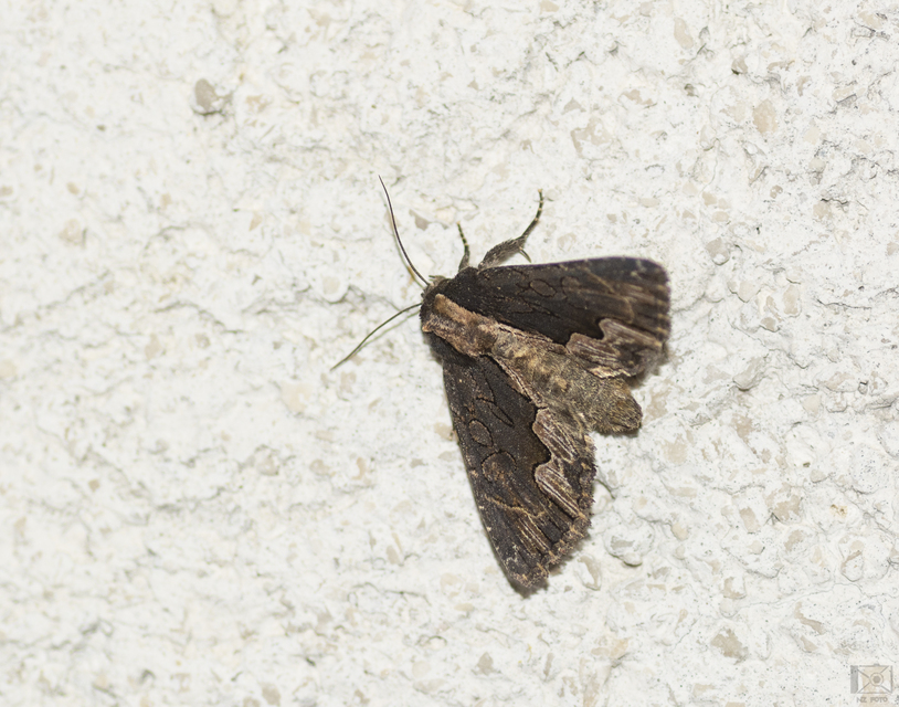 Dypterygia scabriuscula - szurokbarna nyáribagoly
