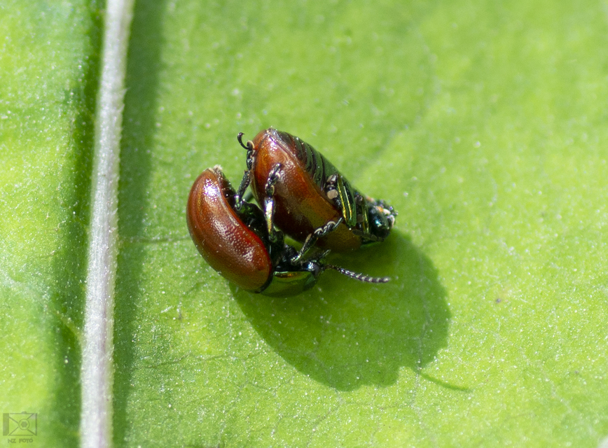 Chrysolina polita - réti mentalevelész