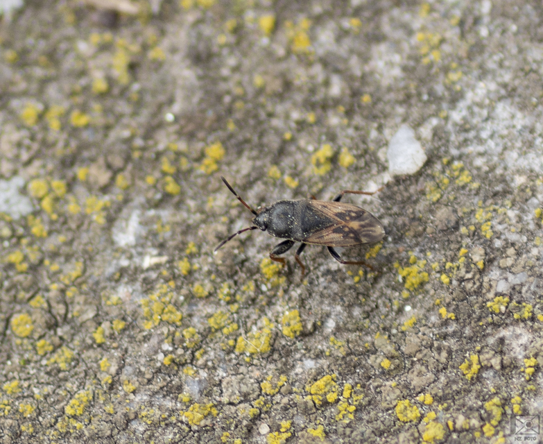 Megalonotus sabulicola