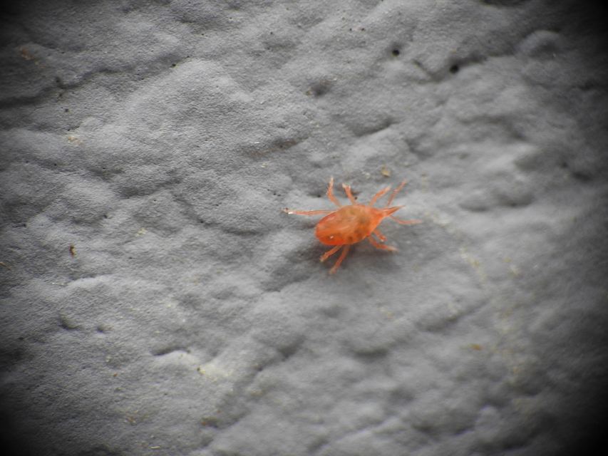 Bdellidae
