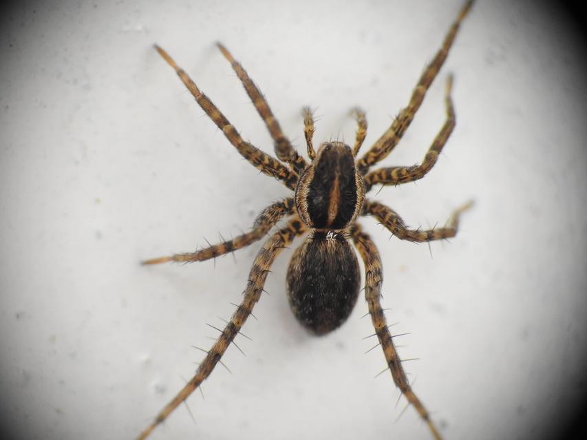Pardosa agrestis - pusztai farkaspók