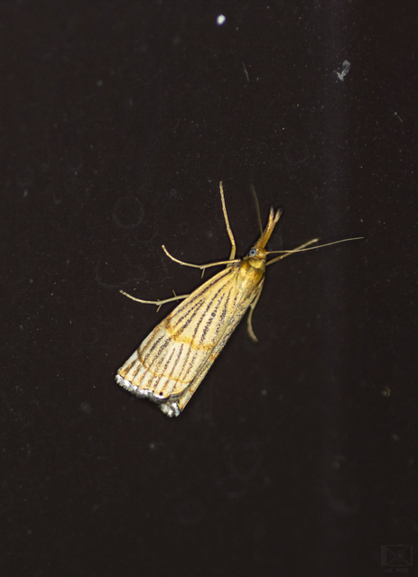 Chrysocrambus linetella - déli fűgyökérmoly