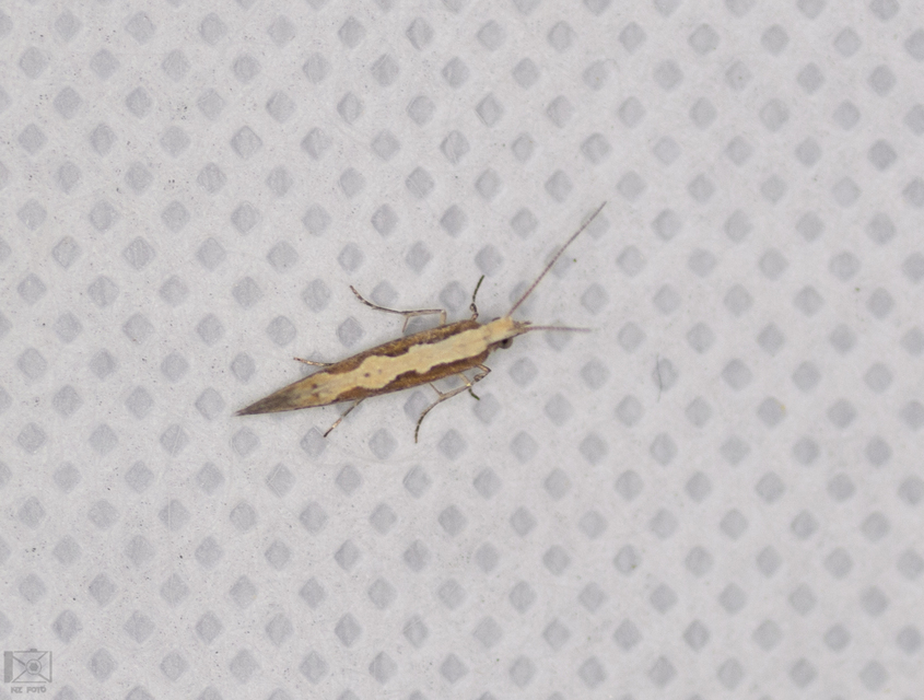 Plutella xylostella - káposztamoly