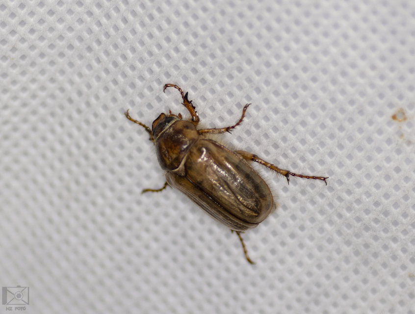 Amphimallon solstitiale - bordás sárgacserebogár