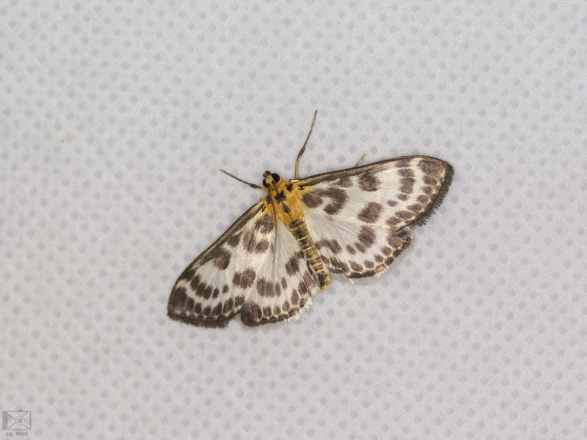 Anania hortulata - tarka csalánmoly