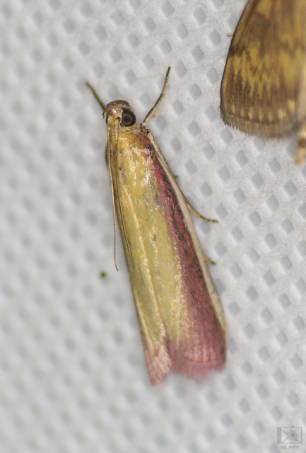 Oncocera semirubella - lucernamoly
