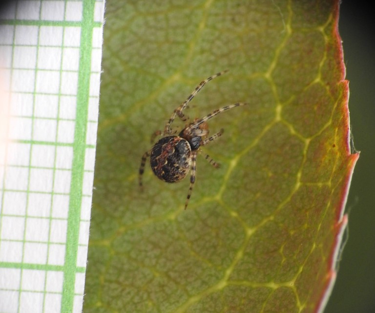 Theridion
