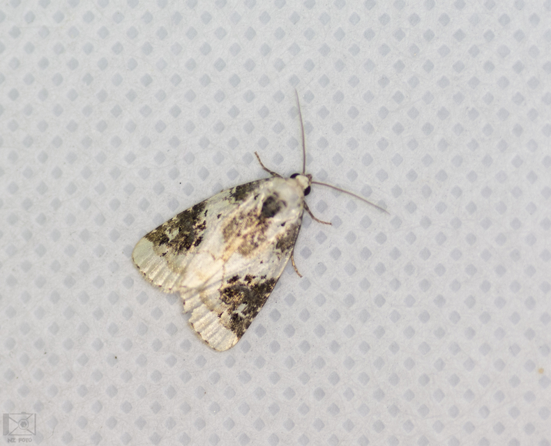 Pseudeustrotia candidula - fehéres apróbagoly