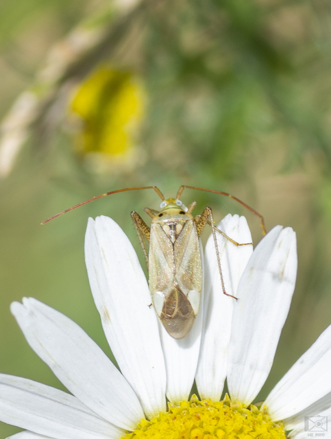 Adelphocoris lineolatus - lucernapoloska