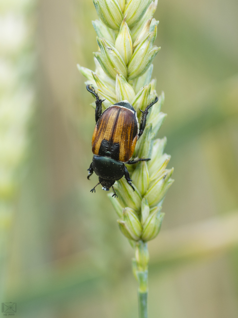Anisoplia austriaca - osztrák szipoly