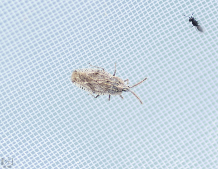 Tingis crispata Tingis crispata