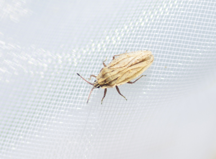Tingis auriculata - nyakas csipkéspoloska Tingis auriculata - nyakas csipkéspoloska