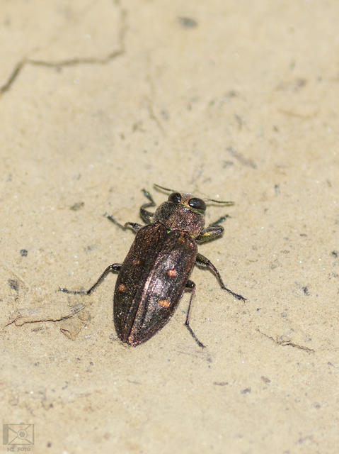 Chrysobothris affinis - aranypettyes díszbogár