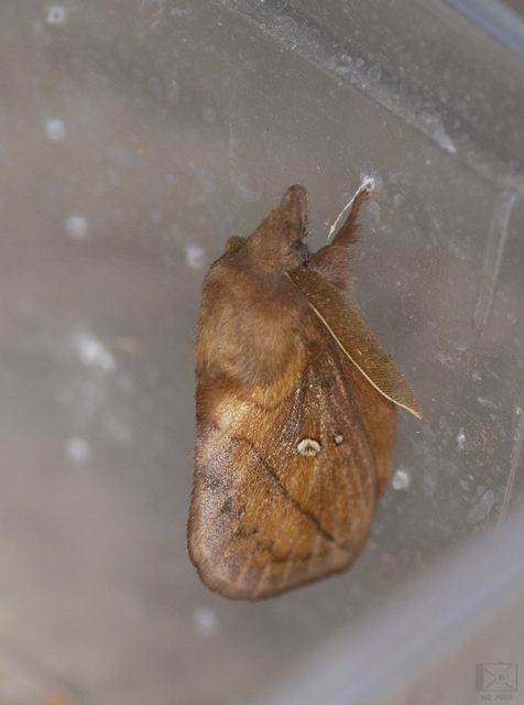 Euthrix potatoria - szomjas pohók