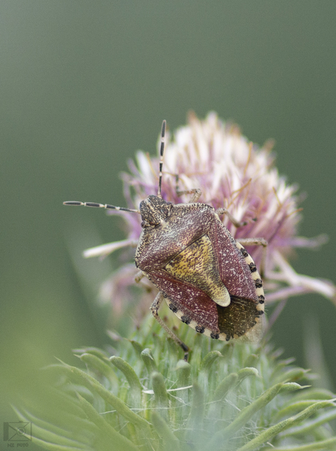 Dolycoris baccarum - közönséges bogyómászó-poloska Dolycoris baccarum - közönséges bogyómászó-poloska