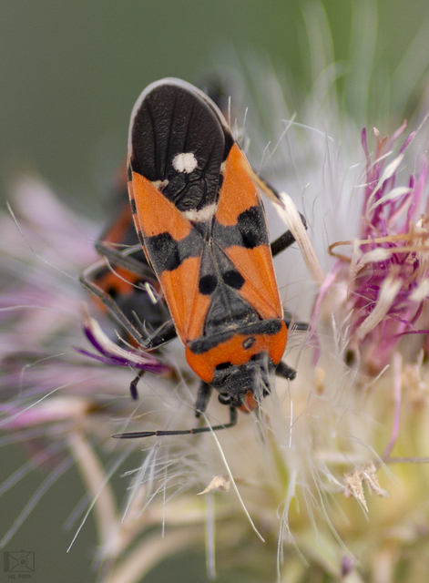 Lygaeus equestris - közönséges lovagbodobács