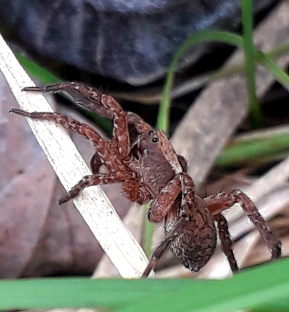 Trochosa