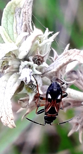 Raglius alboacuminatus - tarka díszesbodobács