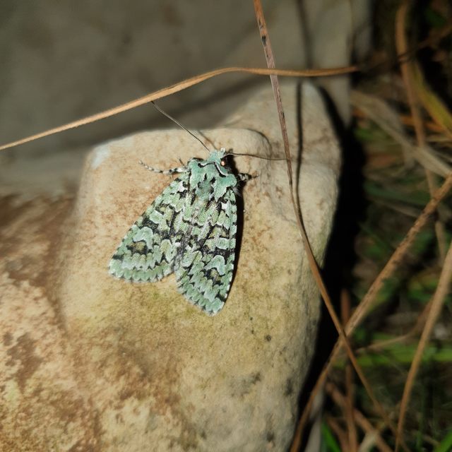 Griposia aprilina - őszi zöldbagoly