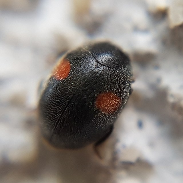 Scymnus
