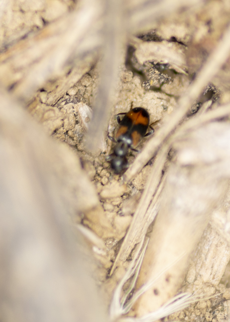 Anthicus antherinus - közönséges fürgebogár