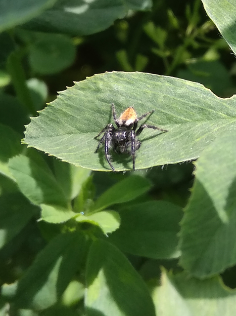 Carrhotus xanthogramma - rozsdás ugrópók