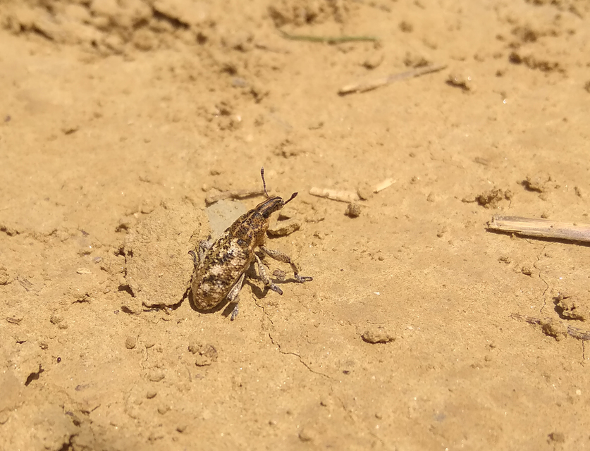 Cyphocleonus dealbatus - márványos barkó