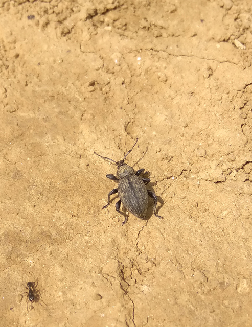 Otiorhynchus ligustici - vincellér-gyalogormányos