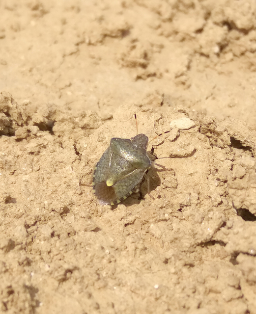 Peribalus strictus - tavaszi címerespoloska Peribalus strictus - tavaszi címerespoloska