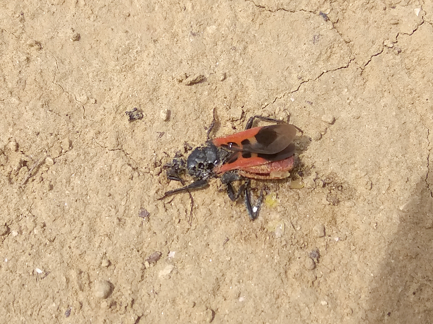 Peirates hybridus - foltos rablópoloska
