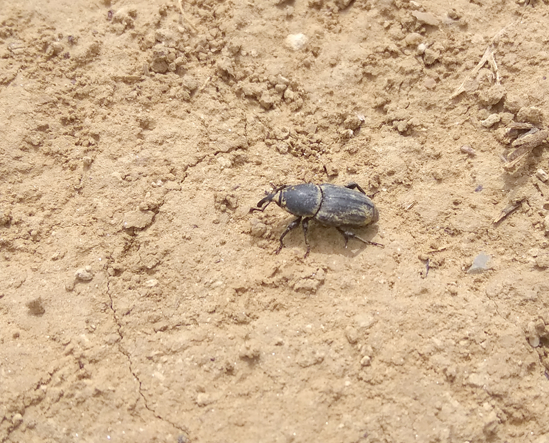 Sphenophorus striatopunctatus - mezei zsuzsok