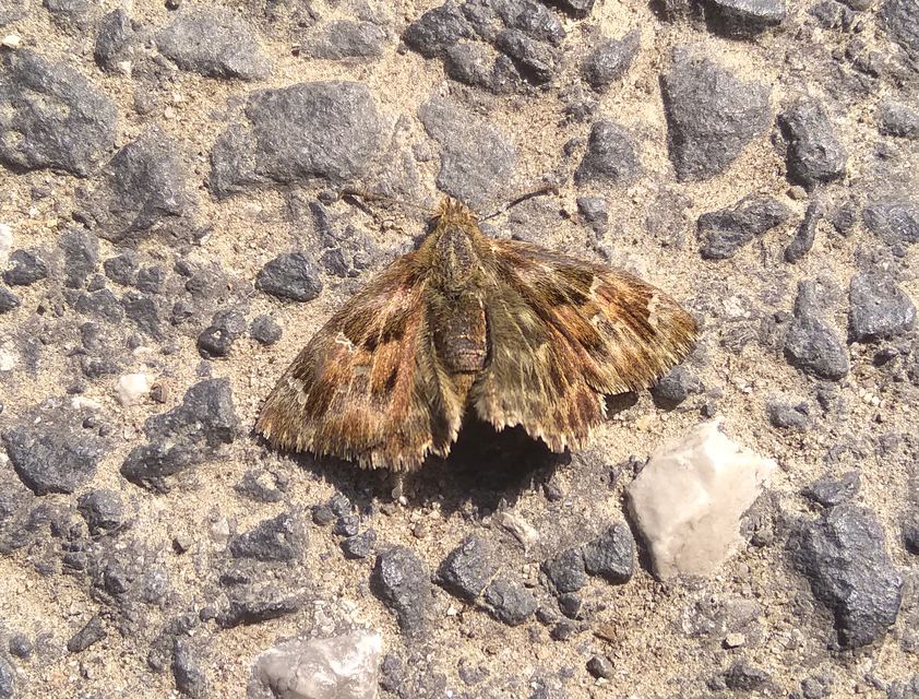 Carcharodus alceae - mályva-busalepke