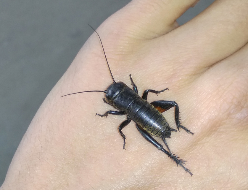 Gryllus campestris - mezei tücsök