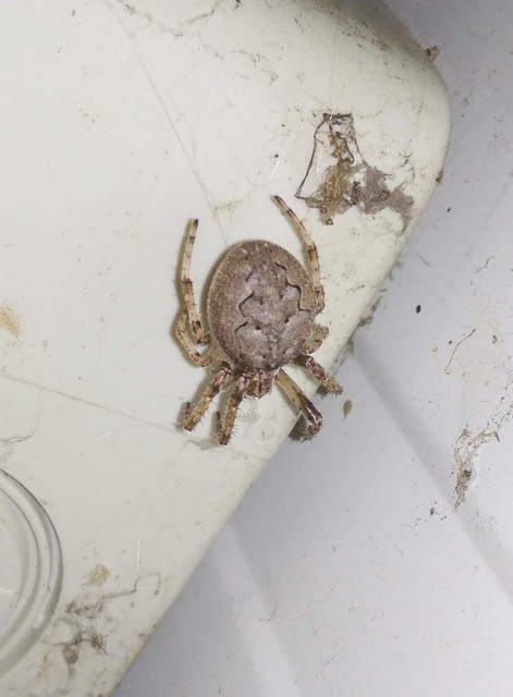 Larinioides ixobolus - ereszalji keresztespók