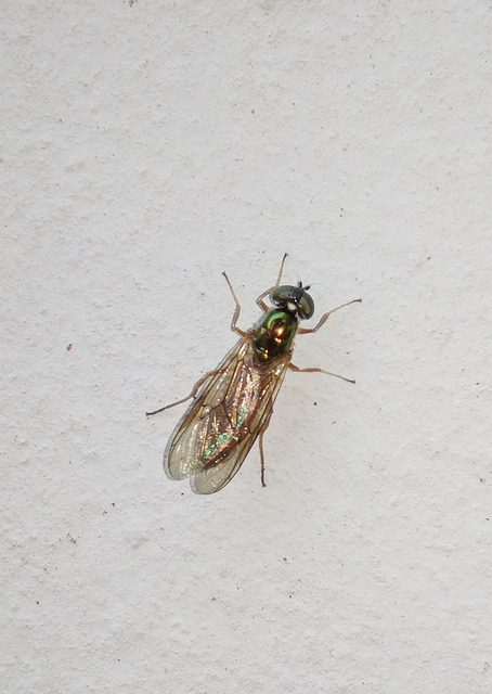 Sargus bipunctatus - kétpettyes fémeslégy