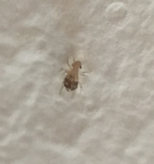 Psocoptera - Fürgetetvek