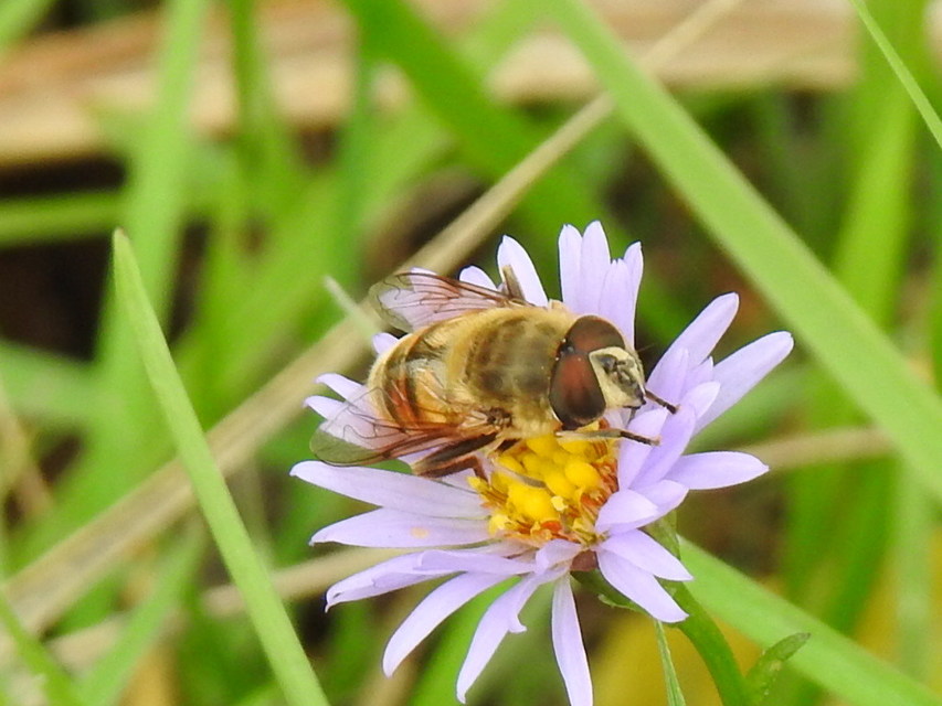 Eristalis tenax - közönséges herelégy