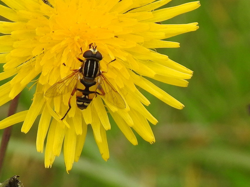 Helophilus pendulus - közönséges mocsárilégy