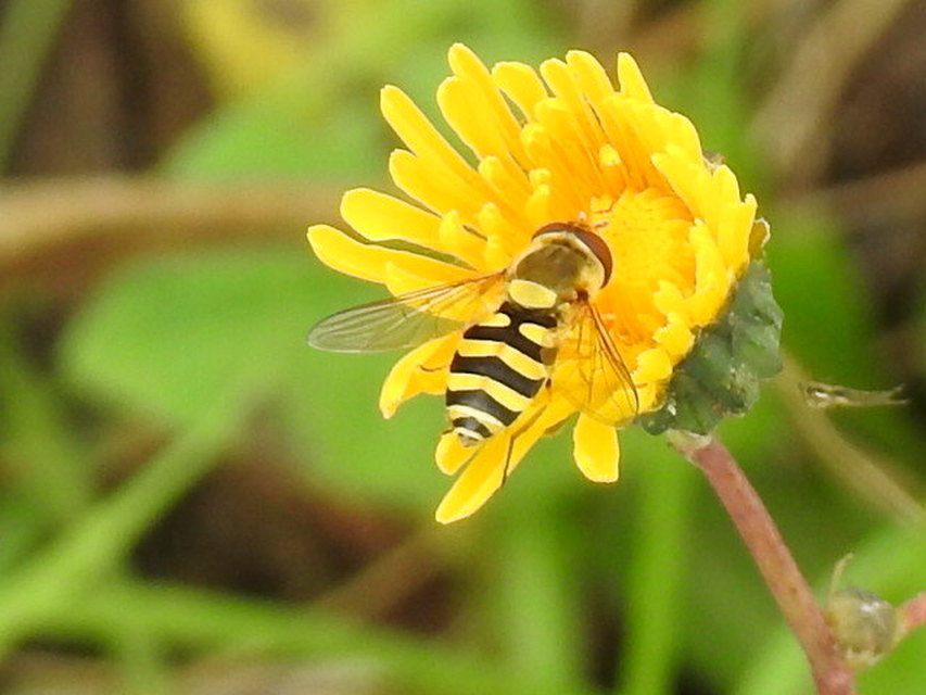 Syrphus