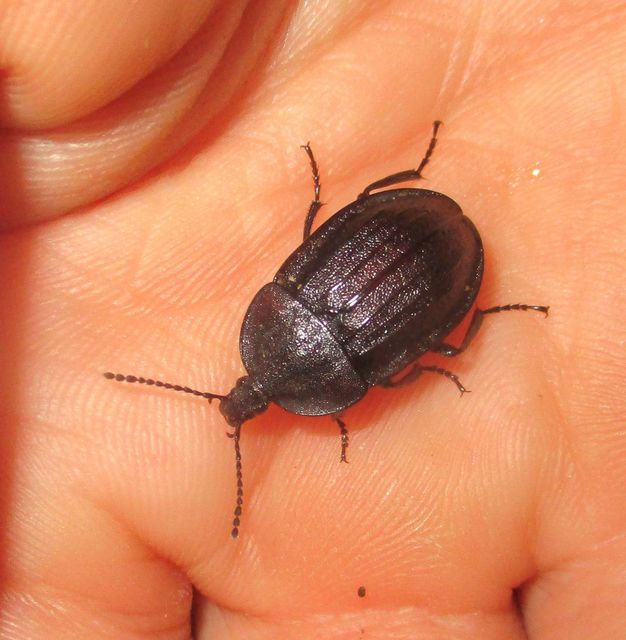 Phosphuga atrata - bordás csigarabló