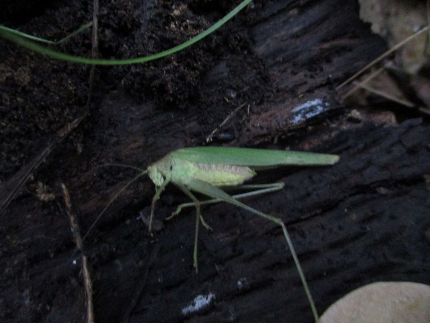 Phaneroptera nana - pontozott repülőszöcske